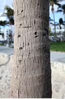 tree palm bark 0001